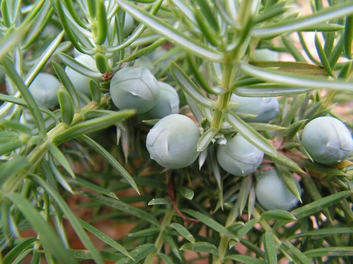 juniperusjardineracascadabolitasgin.jpg