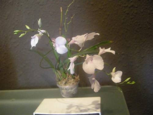 juny09_012_Small_.jpg