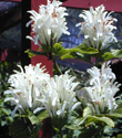 justicia carnea alba.jpg