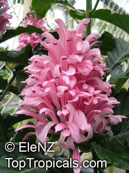 Justicia_carnea_2el.jpg
