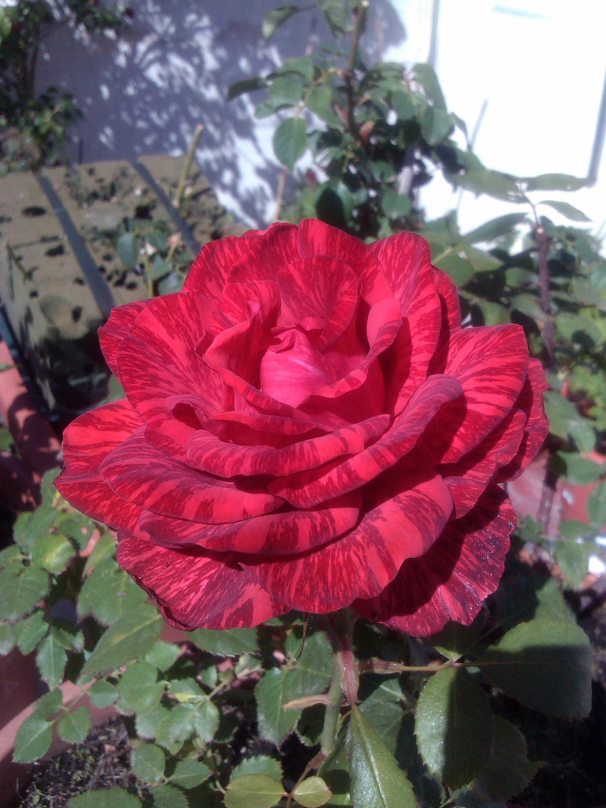 k996655.jpg