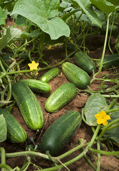 kachumbar-cucumber.jpg