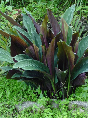kaempferia_rotunda_leaves.jpg
