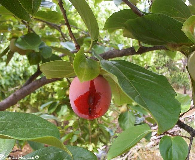 kaki1.jpg