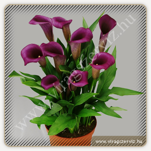 kala_zantedeschia_paco__-648f3e7d.jpg