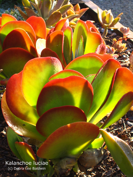 Kalanchoe%20luciae%20.jpg