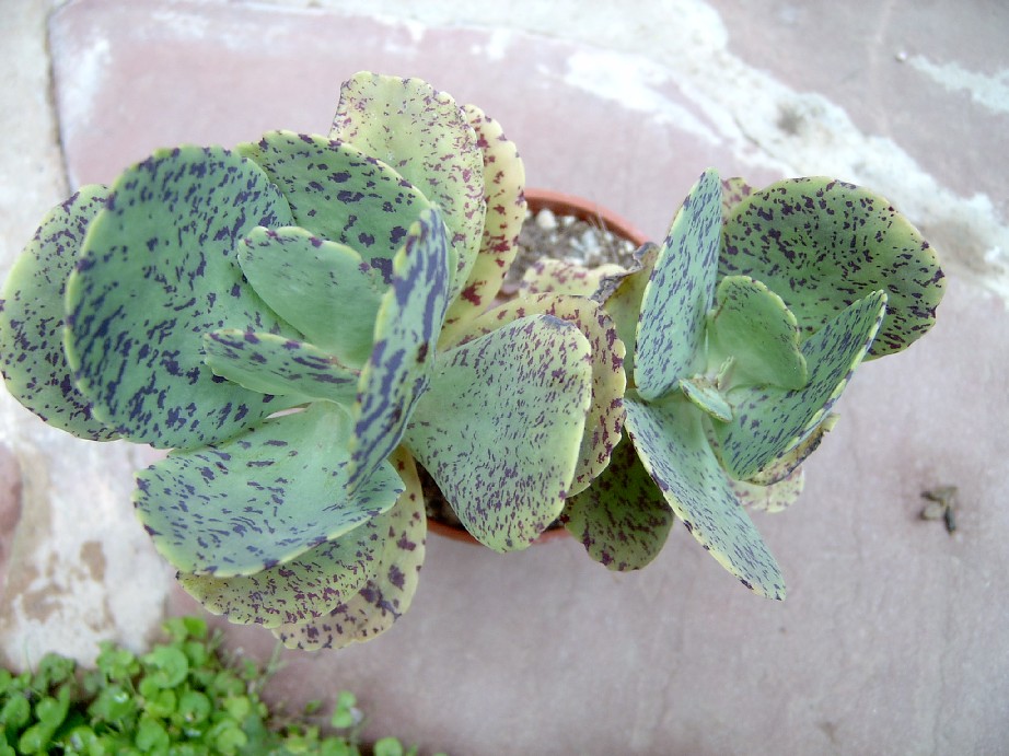 Kalanchoe%20marmolata.jpg