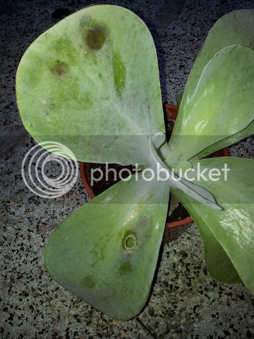 Kalanchoe%20thyrsiflora%2001_zpslxbpfgt7.jpg
