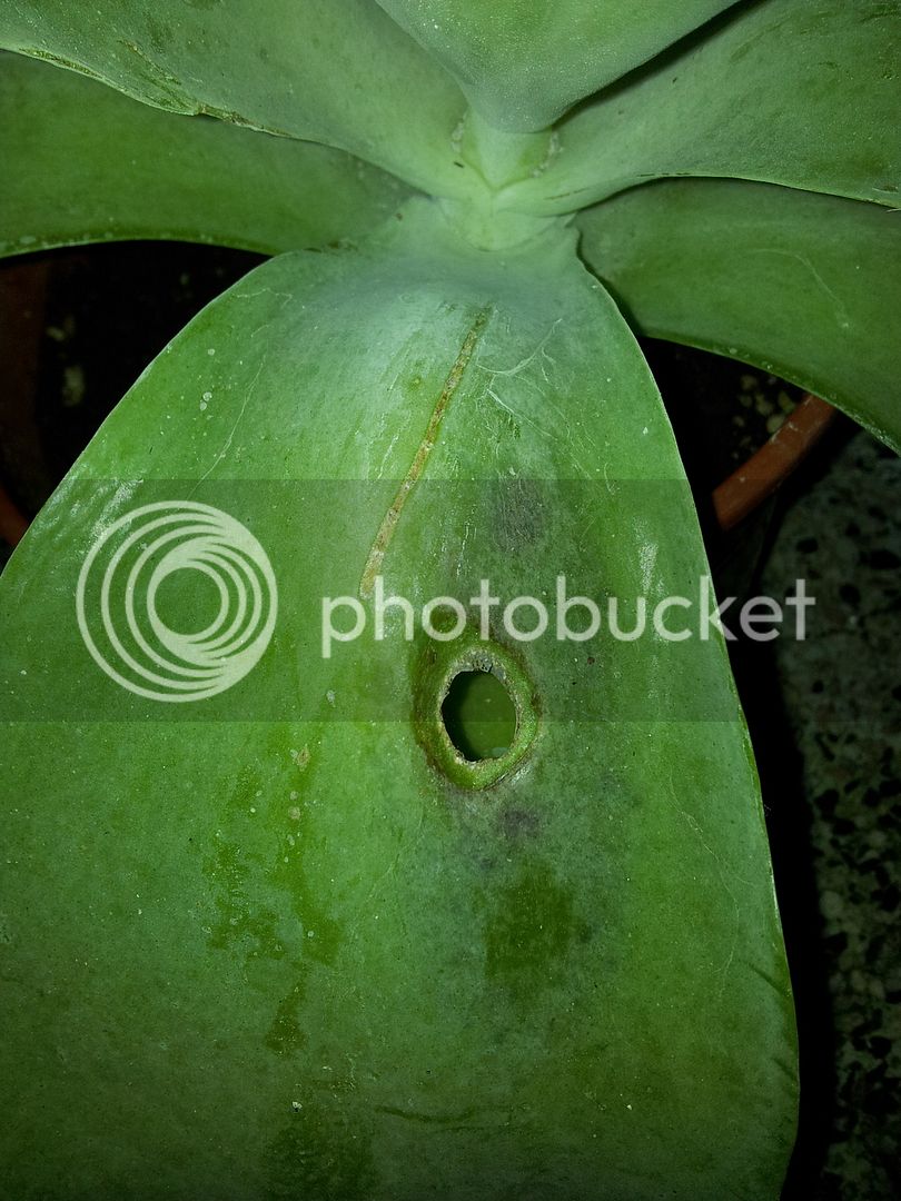 Kalanchoe%20thyrsiflora%2003_zpsxnvnzx3y.jpg