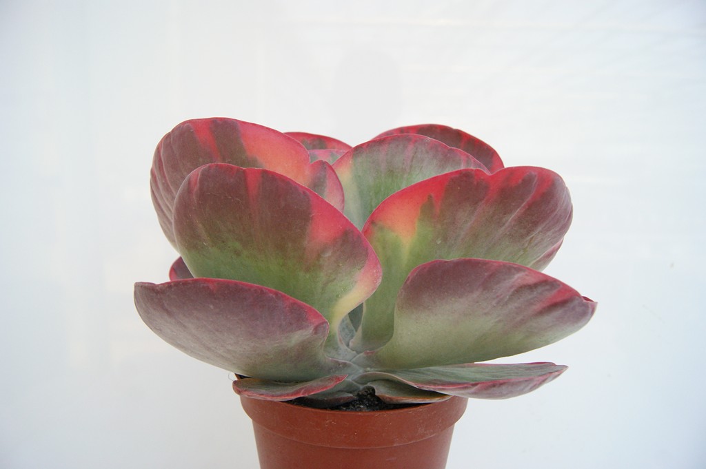 KALANCHOE%20THYRSIFLORA%20VARIEGATA%20(Copiar).JPG
