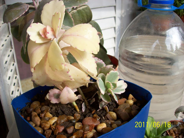 Kalanchoe%252520fedtschenkoi%252520f.%252520variegata%25252008.JPG