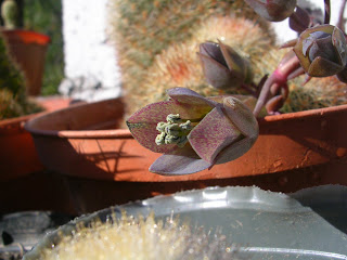 Kalanchoe%2Bbeauverdii.JPG