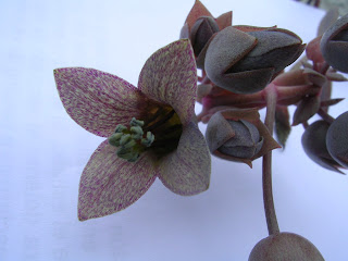 kalanchoe%2Bbeauverdii2.JPG