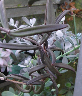 kalanchoe%2Bbeauverdii3.jpg