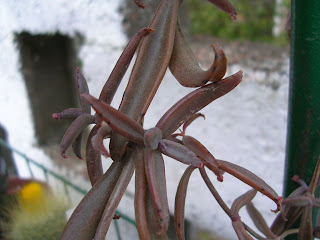 kalanchoe%2Bbeuverdii3.JPG