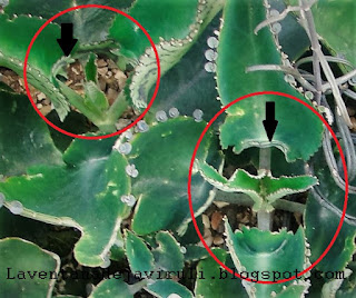 Kalanchoe%2Bdaigremontiana.JPG