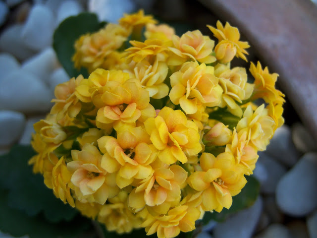 Kalanchoe+amarillo.JPG
