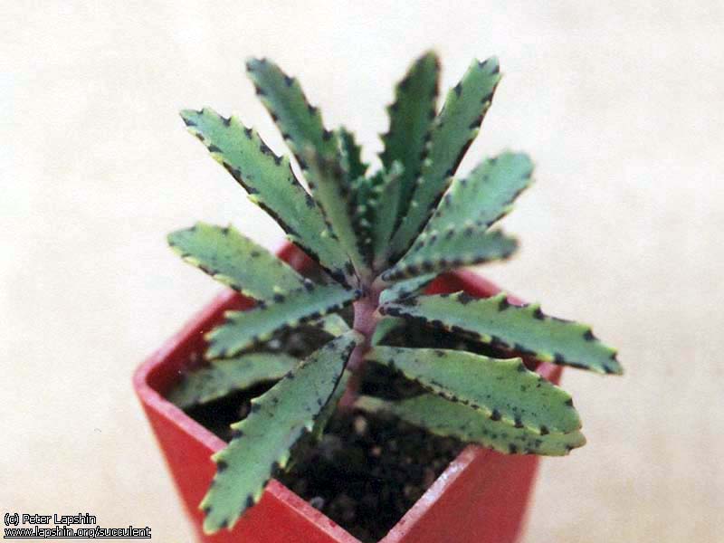 Kalanchoe-ctenata-1124-27a-2002.jpg