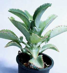 kalanchoe-daigremontiana-2.jpg