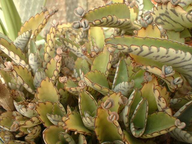 Kalanchoe-daigremontiana.jpg