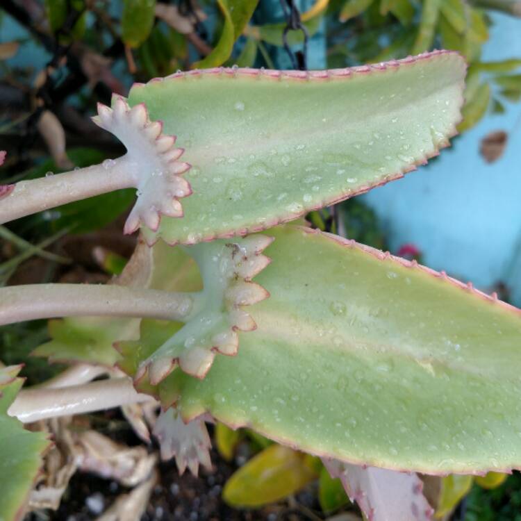 kalanchoe-daigremontiana-syn-bryophyllum-daigremontianum.jpe