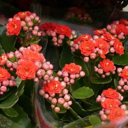kalanchoe-de-flores-rojas.jpg