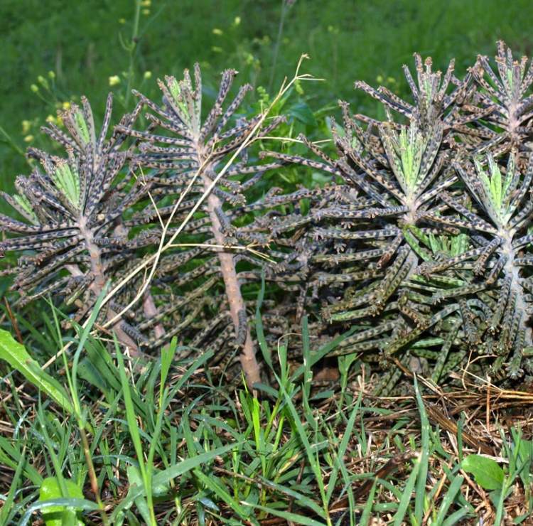 kalanchoe-delagoensis454.jpg