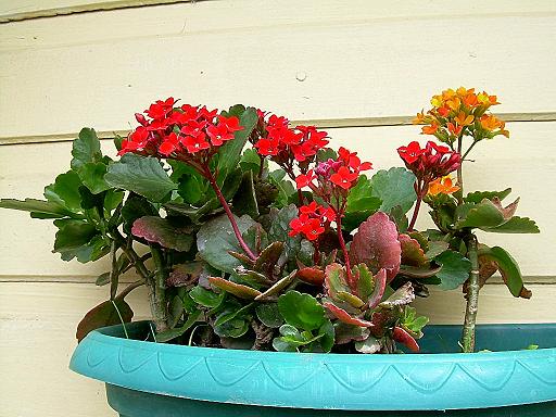 kalanchoe.JPG