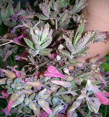 Kalanchoe.JPG