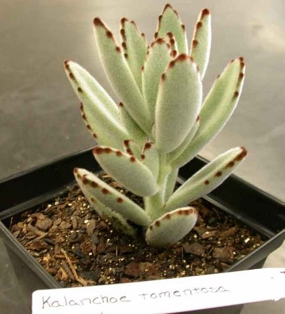kalanchoe.JPG