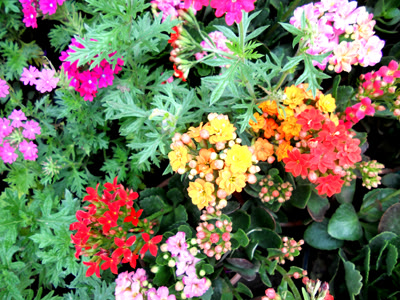 kalanchoe.jpg