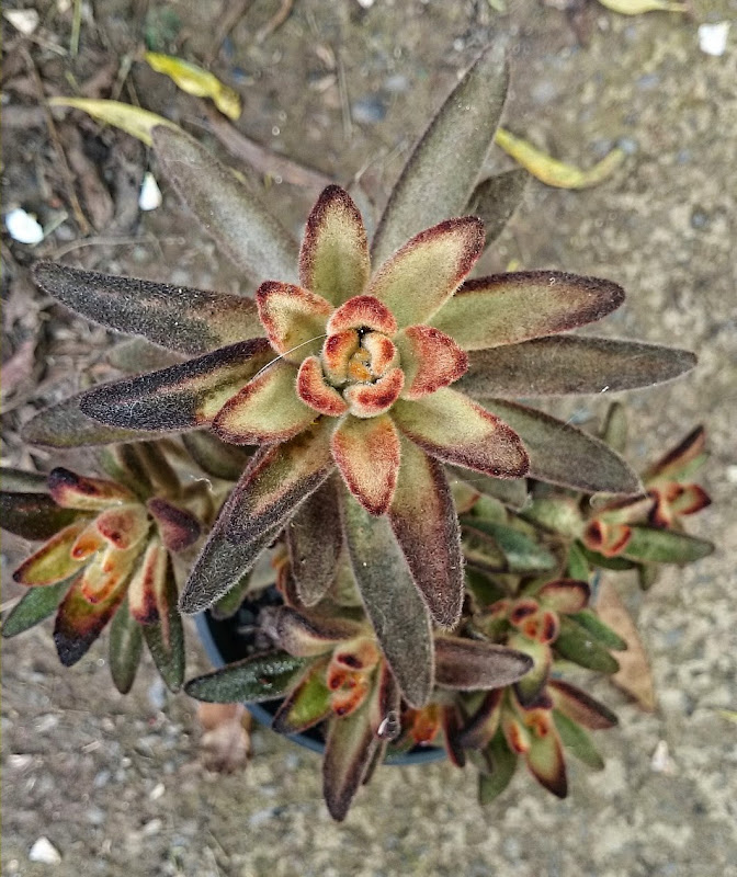 kalanchoe.jpg