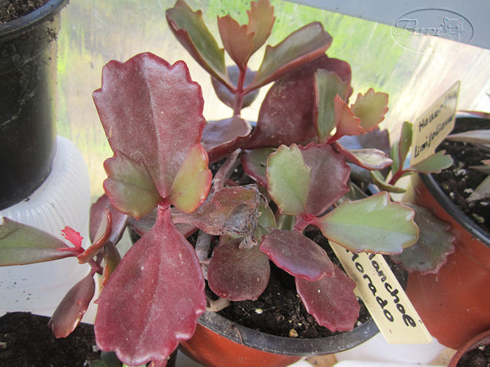 kalanchoe+morado.JPG