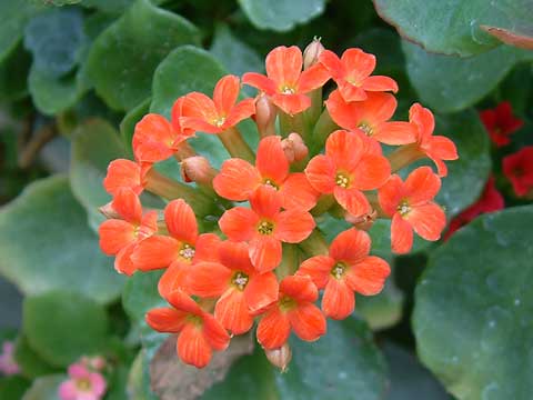 kalanchoe-orange.jpg