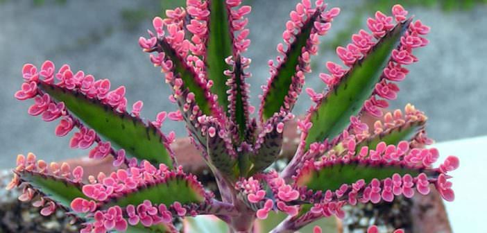 Kalanchoe-Pink-Butterflies1-702x336.jpg