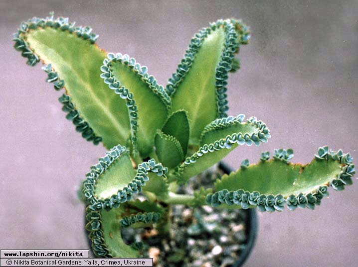 Kalanchoe-pinnata-1030-1a-2003.jpg