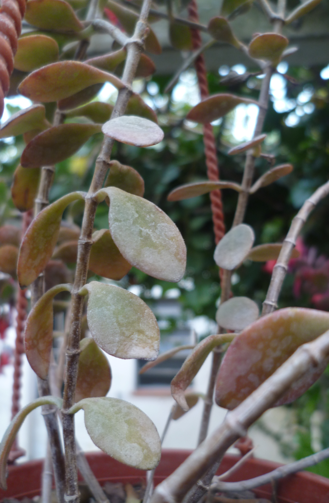 kalanchoe.png