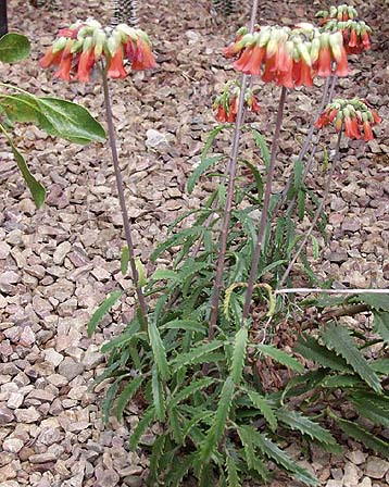 Kalanchoe-rauhii.jpe