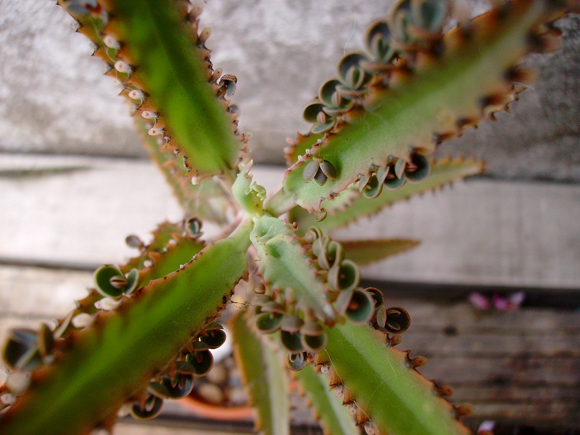 Kalanchoe+x+houghtonii.jpg