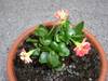 Kalanchoe01.JPG