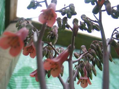 kalanchoe1.jpg