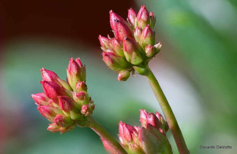 kalanchoe1_L.jpg