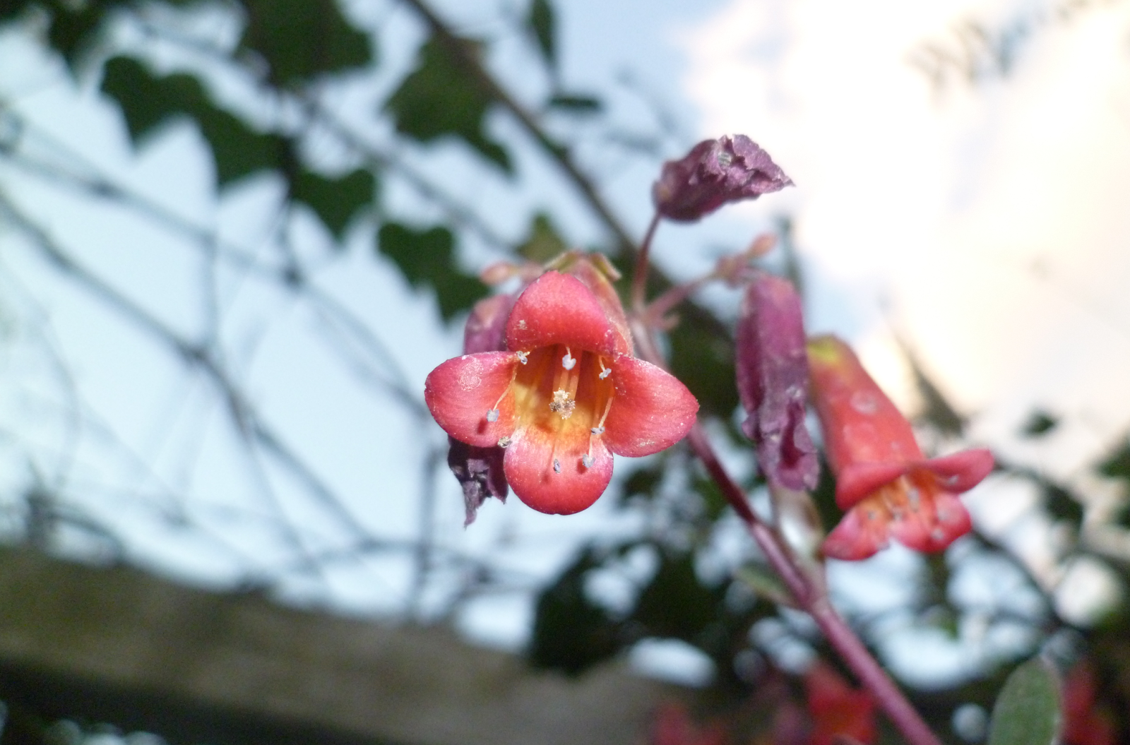 kalanchoe2.png