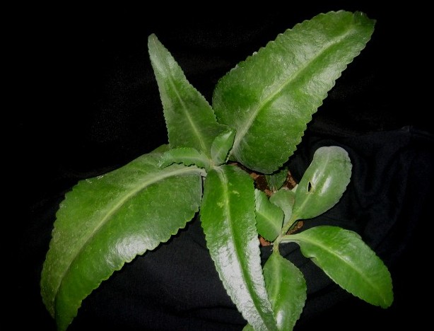 kalanchoe20gastonis-bonnieri.jpg