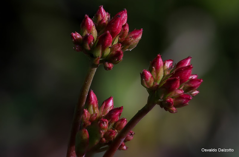 kalanchoe2_L.jpg