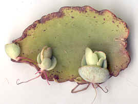 kalanchoe3.jpg