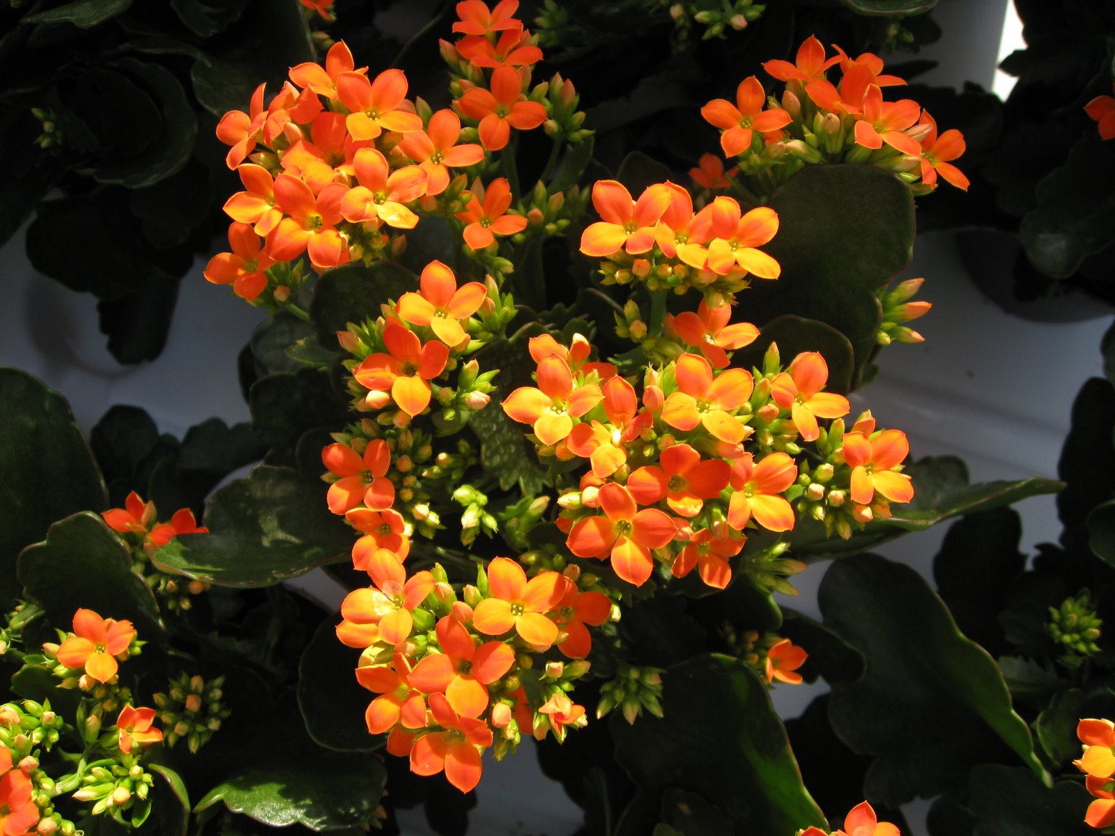 kalanchoe_4318.jpg