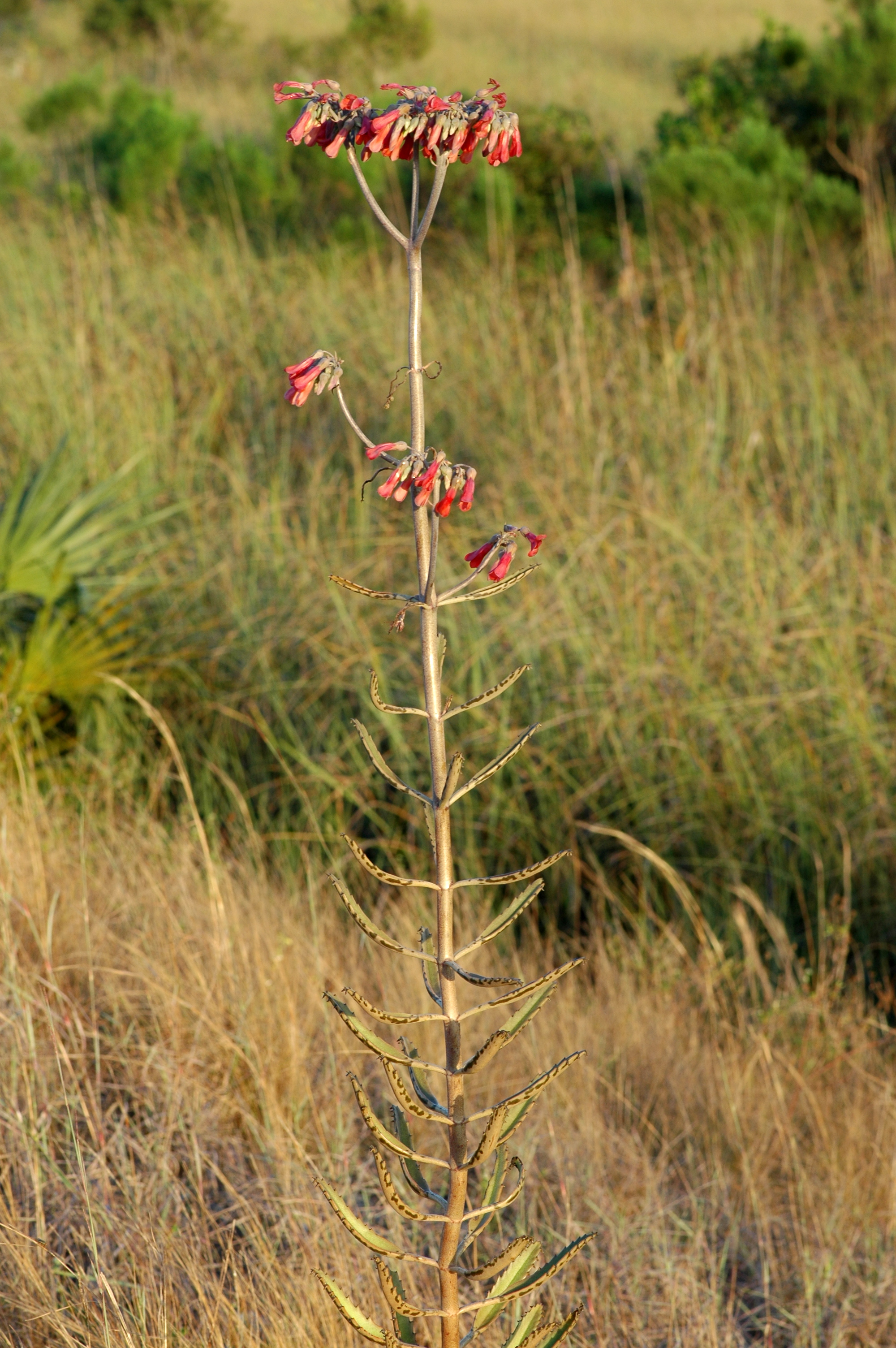 Kalanchoe_daigremontiana_full.JPG