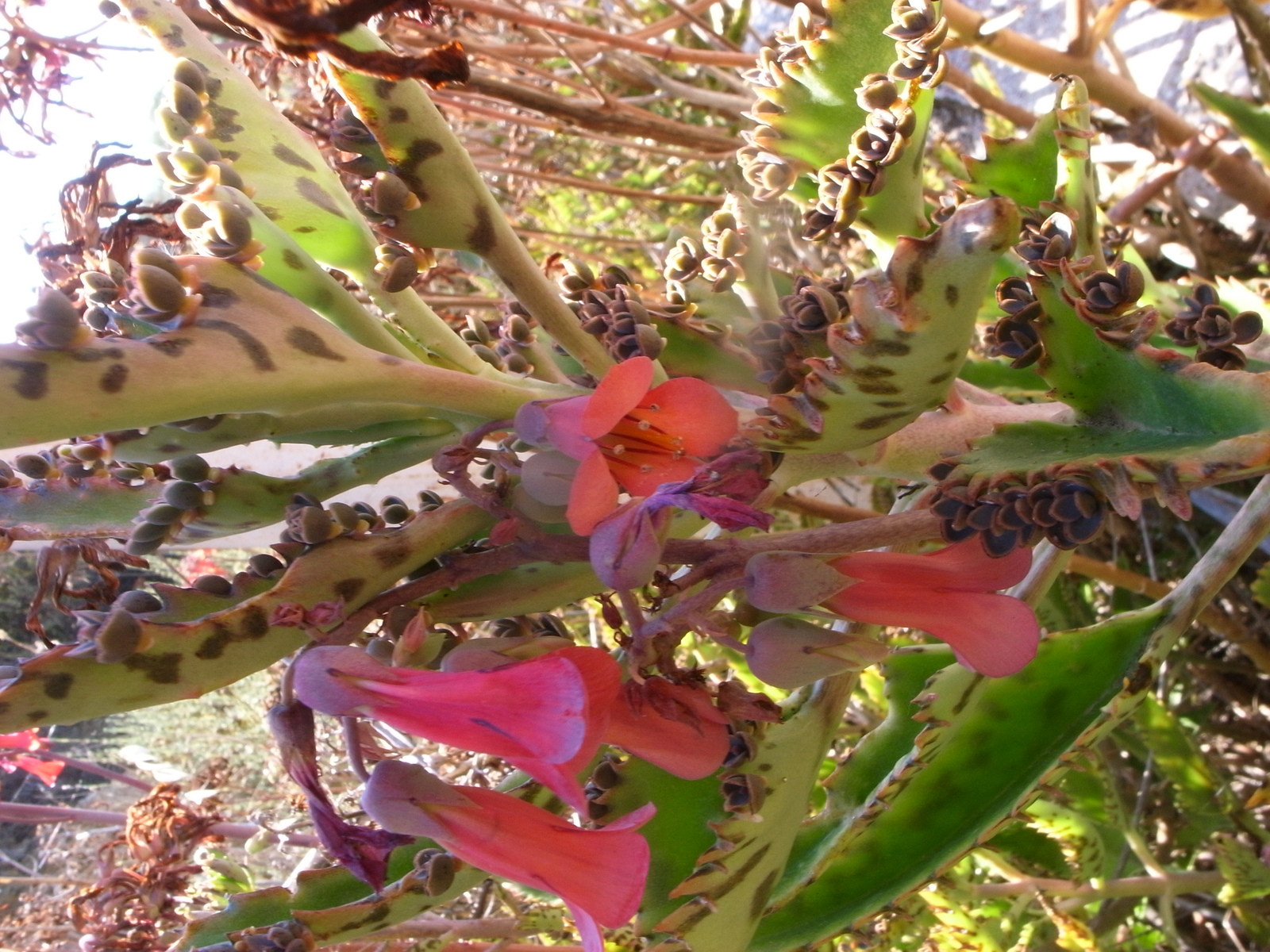 Kalanchoe_daigremontiana_Sos_Alinos_Rural_16072014_40.437%2C_9.767.jpg