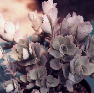 kalanchoe_fedtschenkoi.jpg